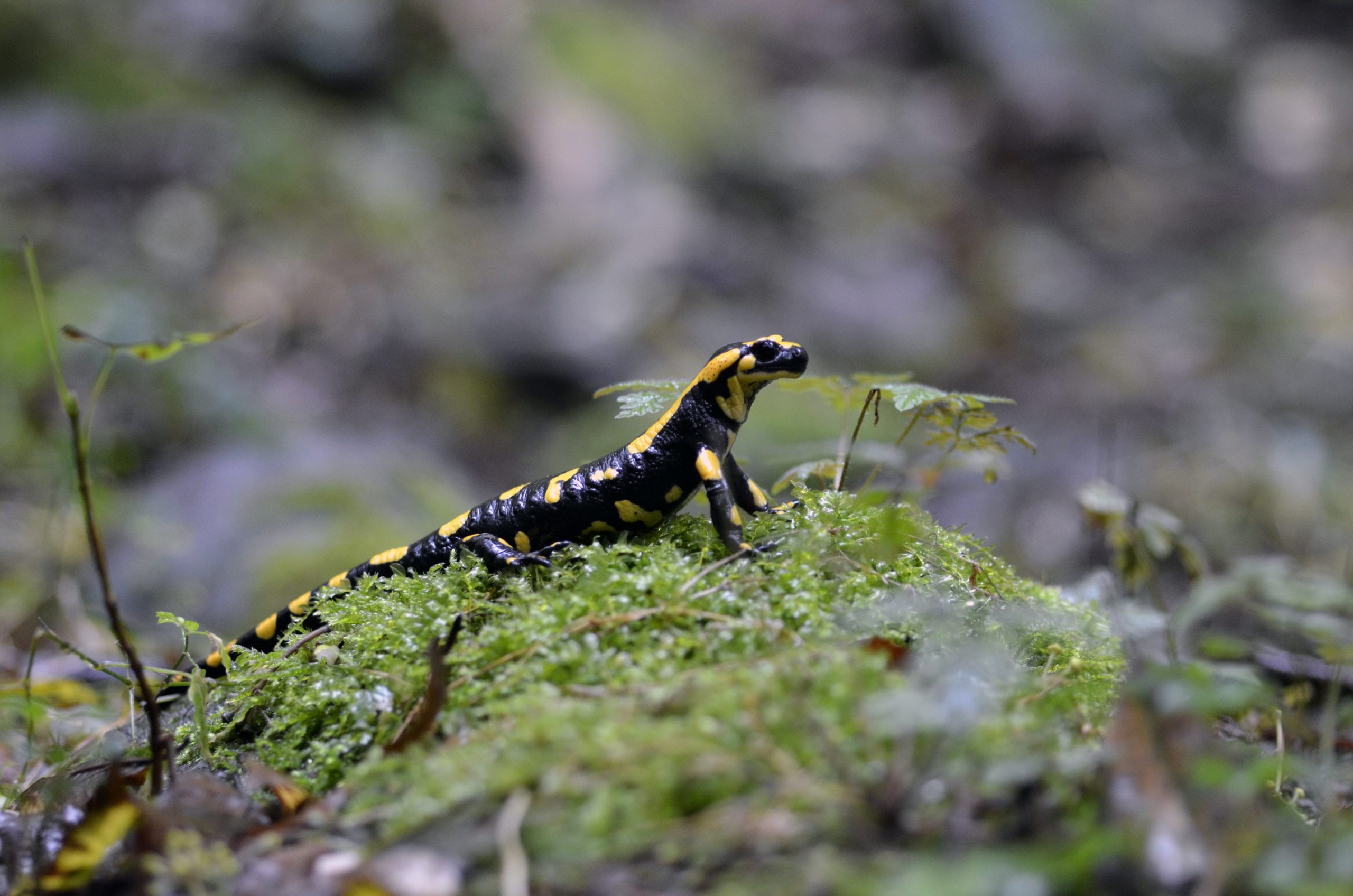 Salamandra