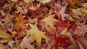Le foglie: diverse stagioni, diversi colori