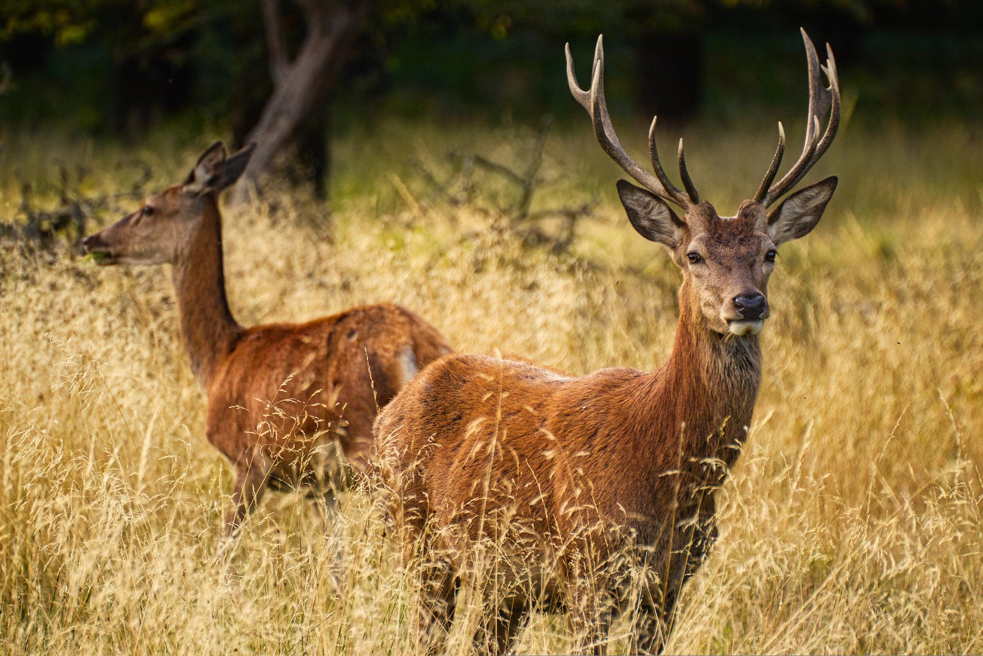 Cervus elaphus (Cervo nobile) presenta palchi ramificati